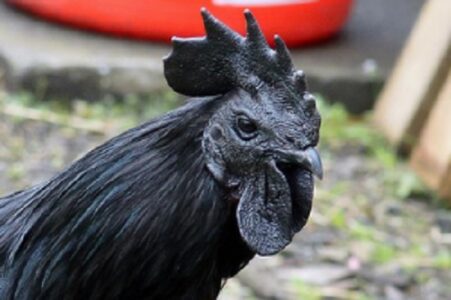 Ayam Cemani Chickens Image